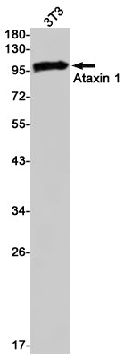 Ataxin 1 Rabbit Monoclonal Antibody