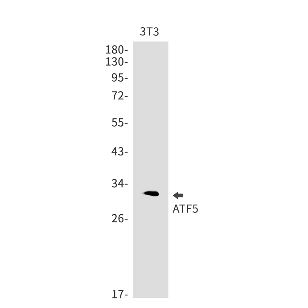 ATF5 Rabbit Monoclonal Antibody