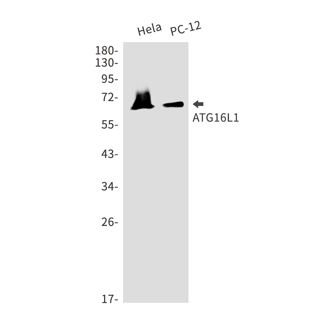 ATG16L1 Rabbit Monoclonal Antibody