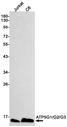 ATP5G Rabbit Monoclonal Antibody