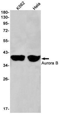 Aurora B Rabbit Monoclonal Antibody