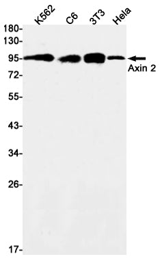 Axin 2 Rabbit Monoclonal Antibody