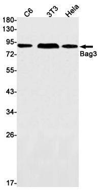 BAG3 Rabbit Monoclonal Antibody