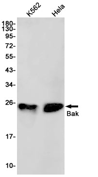 Bak Rabbit Monoclonal Antibody