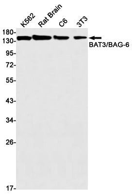 BAT3 Rabbit Monoclonal Antibody