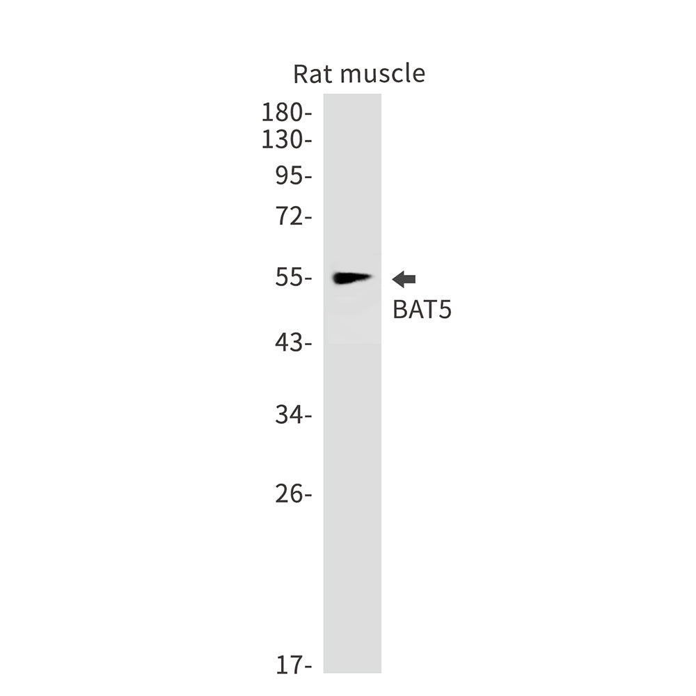 BAT5 Rabbit Monoclonal Antibody