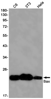 Bax Rabbit Monoclonal Antibody