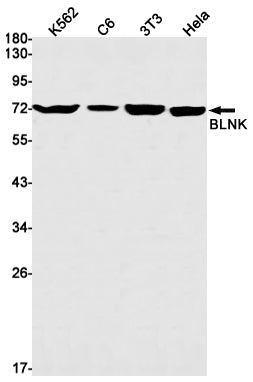 BLNK Rabbit Monoclonal Antibody