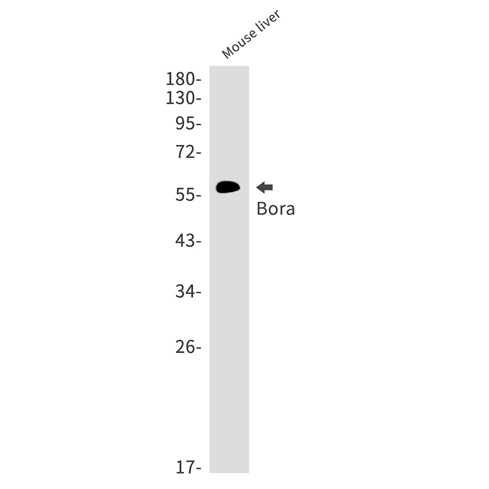 Bora Rabbit Monoclonal Antibody