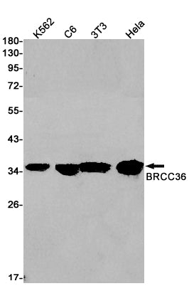 BRCC36 Rabbit Monoclonal Antibody
