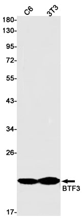 BTF3 Rabbit Monoclonal Antibody