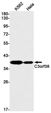 C3orf38 Rabbit Monoclonal Antibody