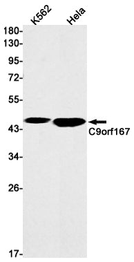C9orf167 Rabbit Monoclonal Antibody
