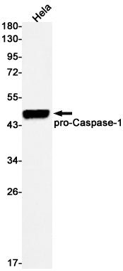 Caspase 1 Rabbit Monoclonal Antibody
