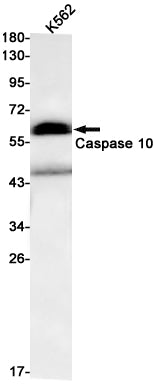 Caspase 10 Rabbit Monoclonal Antibody