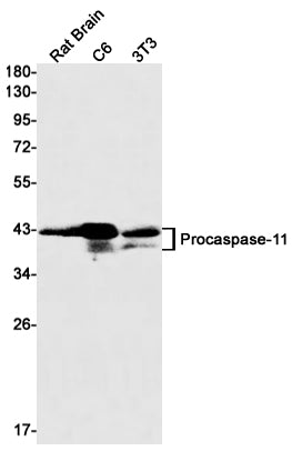 Caspase 11 Rabbit Monoclonal Antibody