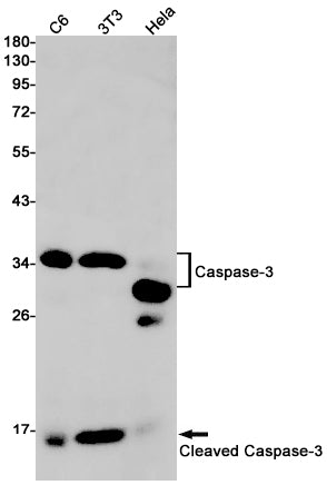 Cleaved-Caspase 3 p17 Rabbit Monoclonal Antibody