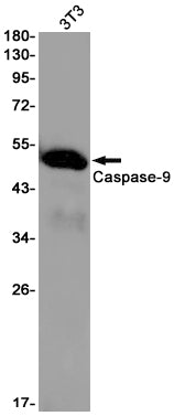 Caspase 9 Rabbit Monoclonal Antibody