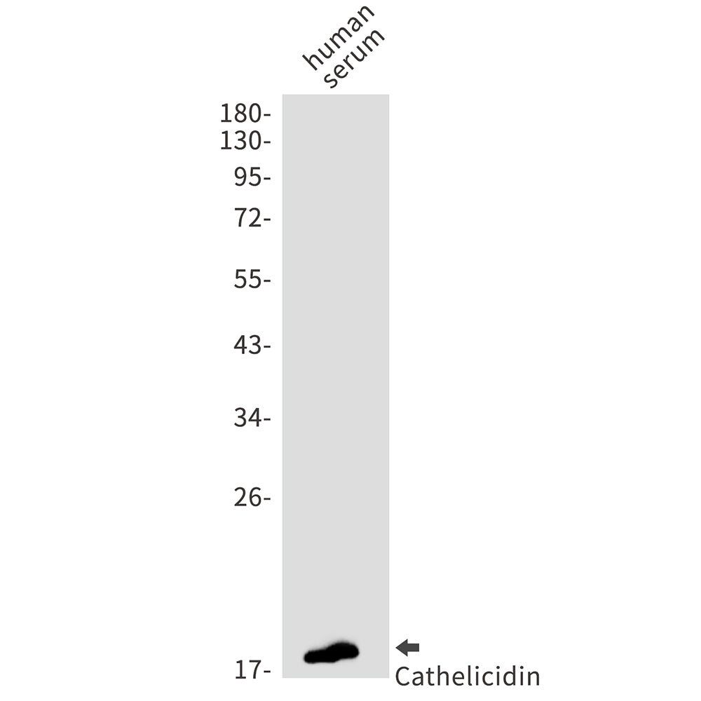 Cathelicidin Rabbit Monoclonal Antibody