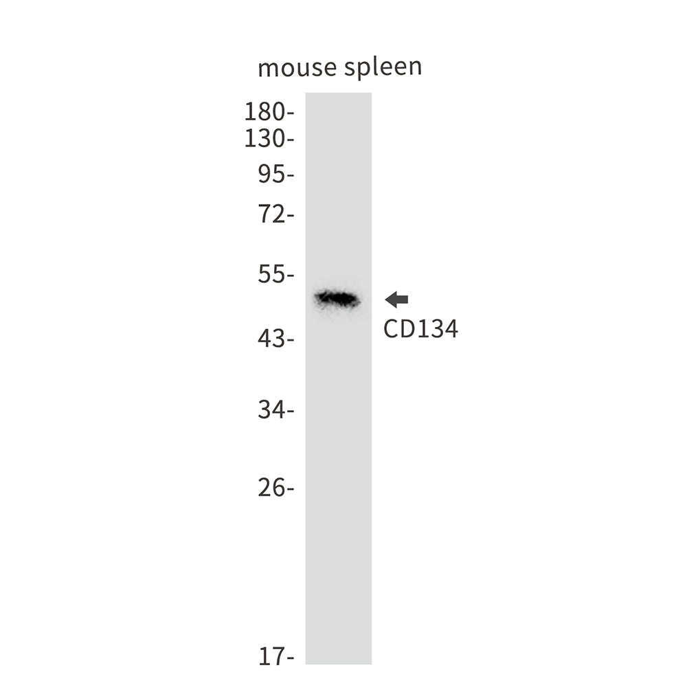 CD134/OX40L Recepter Rabbit Monoclonal Antibody