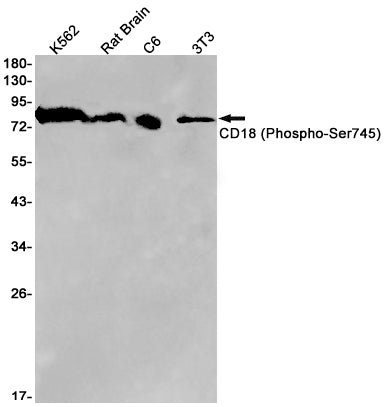 Phospho-CD18 (Ser745) Rabbit Monoclonal Antibody