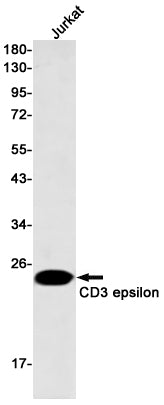 CD3 epsilon Rabbit Monoclonal Antibody