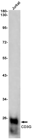 CD3G Rabbit Monoclonal Antibody