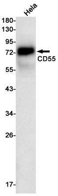 CD55 Rabbit Monoclonal Antibody