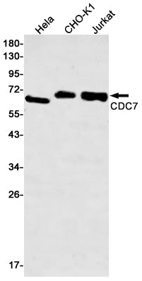 CDC7 Rabbit Monoclonal Antibody