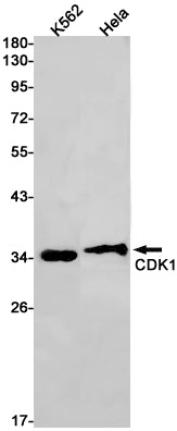 CDK1 Rabbit Monoclonal Antibody