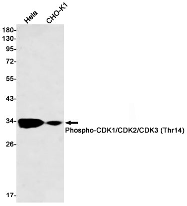 Phospho-CDK1/2/3 (Thr14) Rabbit Monoclonal Antibody