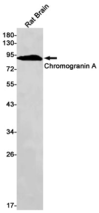 Chromogranin A Rabbit Monoclonal Antibody