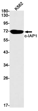 cIAP1 Rabbit Monoclonal Antibody