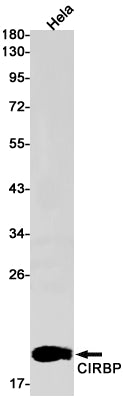CIRBP Rabbit Monoclonal Antibody