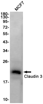 Claudin 3 Rabbit Monoclonal Antibody