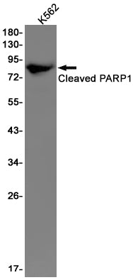 Cleaved-PARP1 Rabbit Monoclonal Antibody