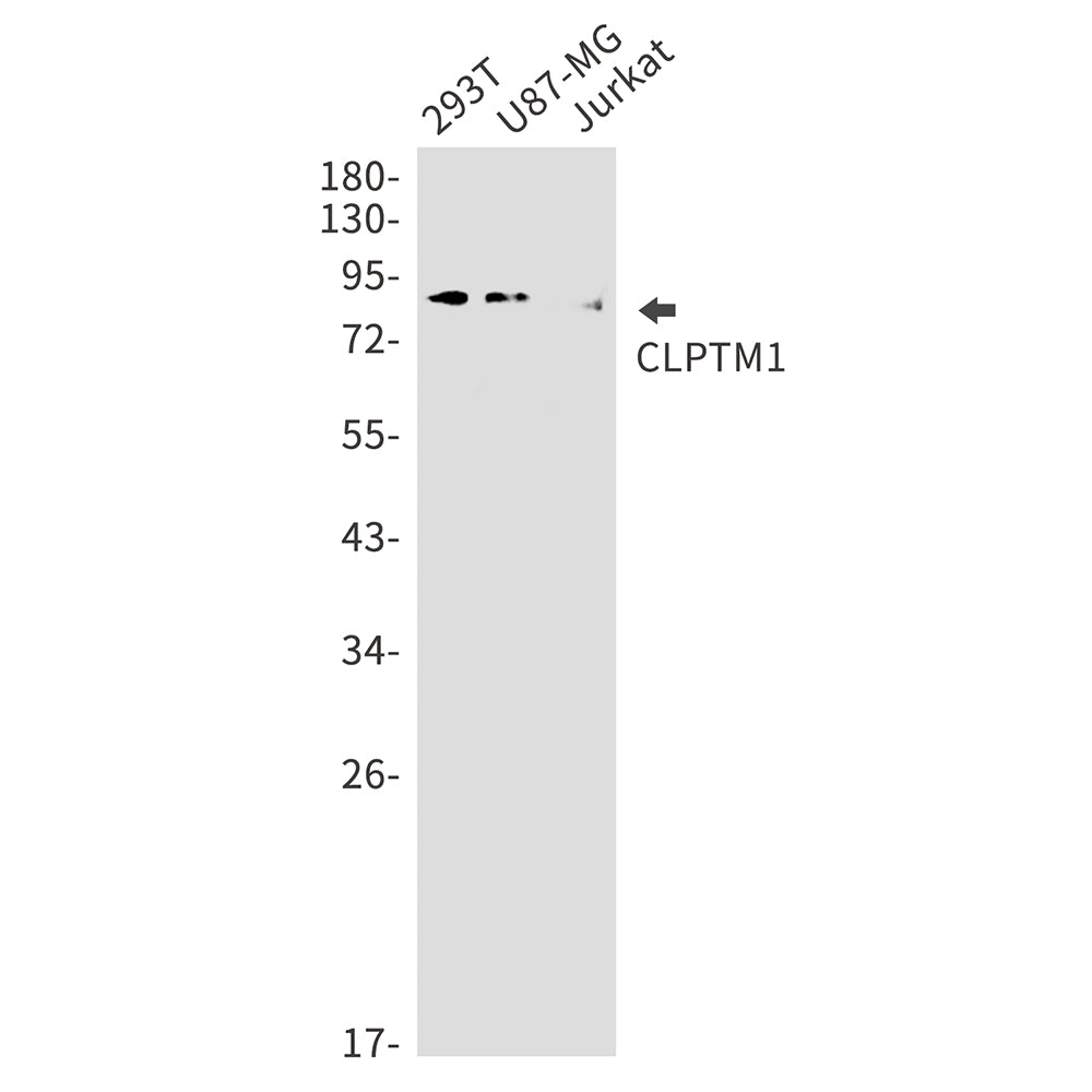 CLPTM1 Rabbit Monoclonal Antibody