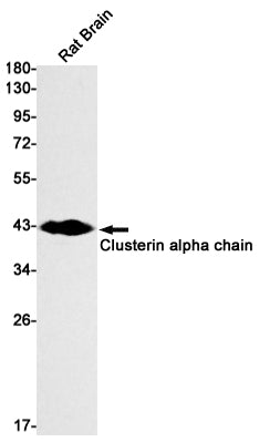 Clusterin alpha Chain Rabbit Monoclonal Antibody