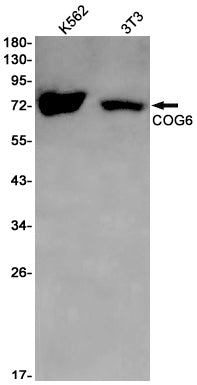 COG6 Rabbit Monoclonal Antibody