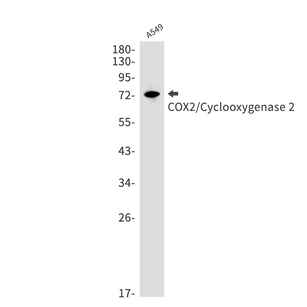 Cyclooxygenase 2 Rabbit Monoclonal Antibody
