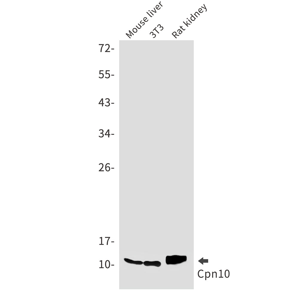 Cpn10 Rabbit Monoclonal Antibody