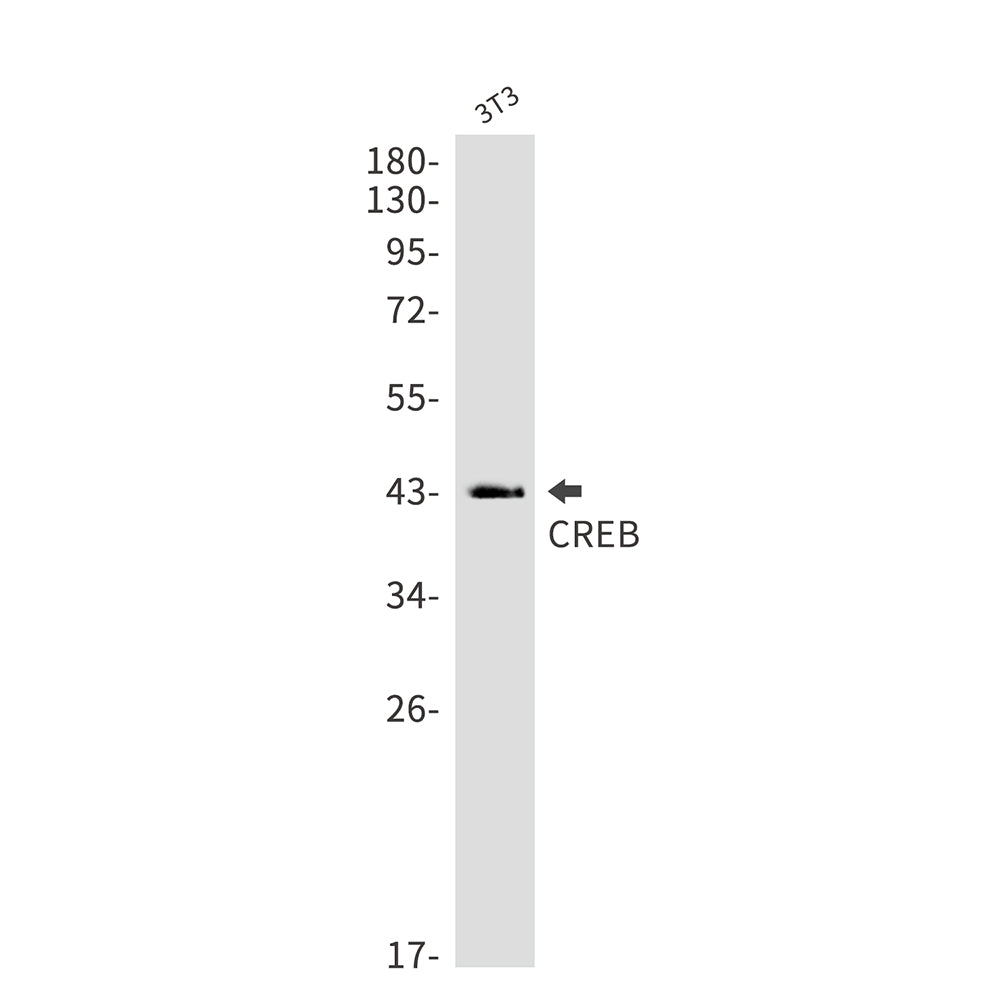 CREB Rabbit Monoclonal Antibody