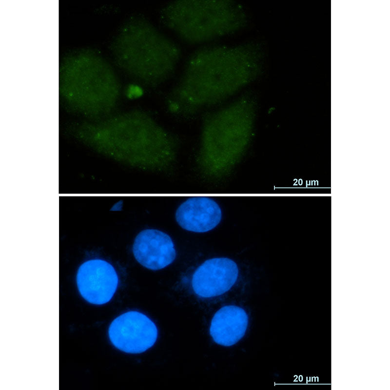 CRM1 Rabbit Monoclonal Antibody