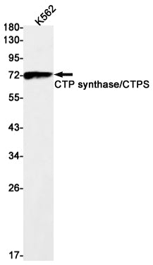 CTP Synthase Rabbit Monoclonal Antibody