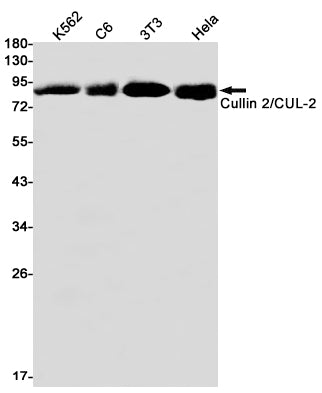 Cullin 2 Rabbit Monoclonal Antibody
