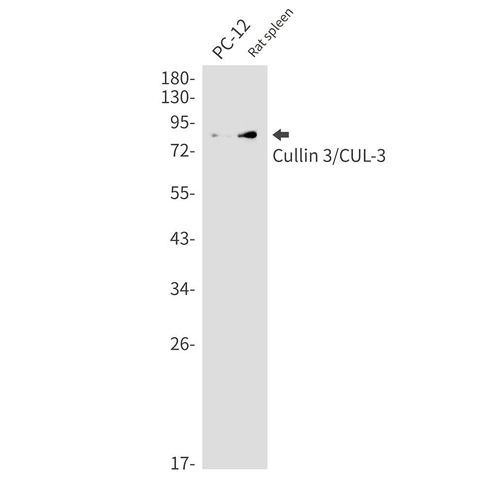 Cullin 3 Rabbit Monoclonal Antibody