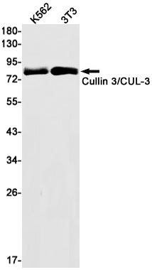 Cullin 3 Rabbit Monoclonal Antibody