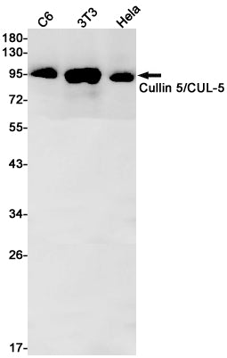 Cullin 5 Rabbit Monoclonal Antibody