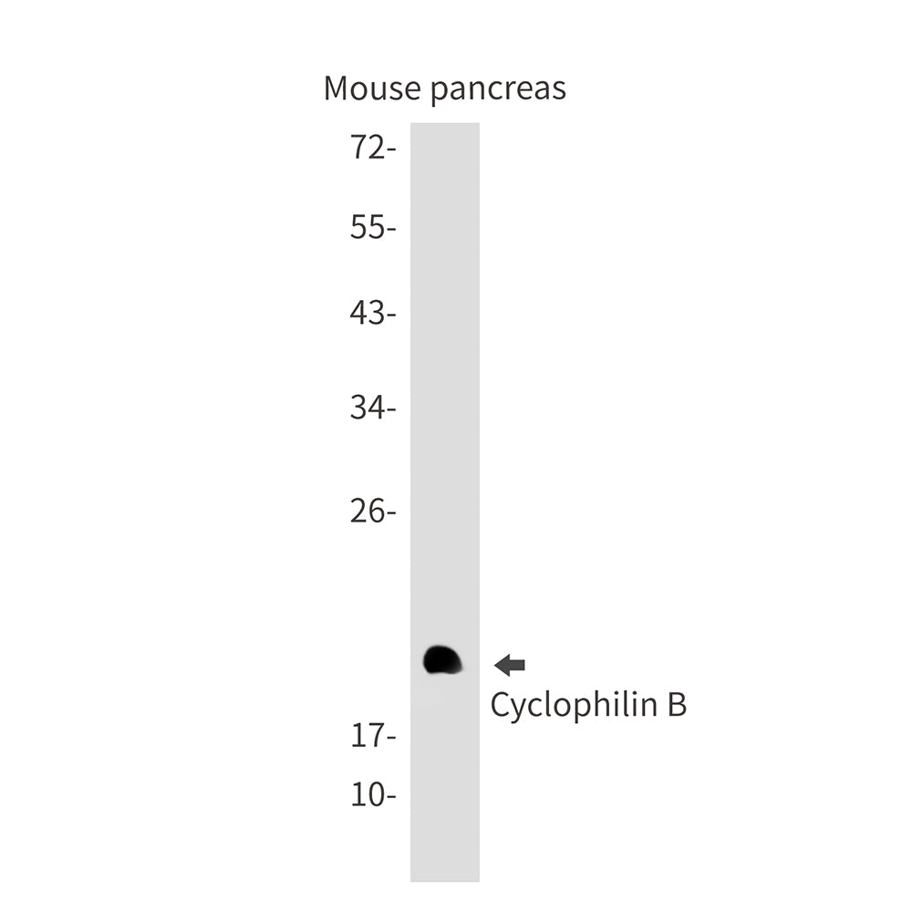 Cyclophilin B Rabbit Monoclonal Antibody