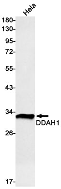 DDAH1 Rabbit Monoclonal Antibody